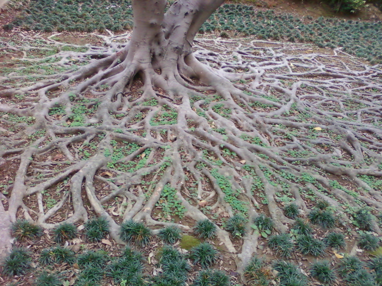 every diesease has causes, just like every tree has roots